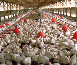 business poultry farm