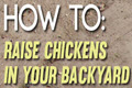 Raising Chickens in Your Backyard